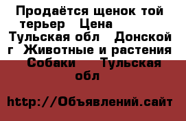 Продаётся щенок той-терьер › Цена ­ 6 000 - Тульская обл., Донской г. Животные и растения » Собаки   . Тульская обл.